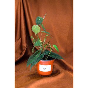 Philodendron Micans 4" US Seller Potted RARE Philo